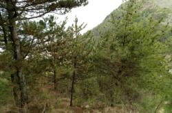 赤峰松樹林社區(qū)電話號(hào)碼是多少