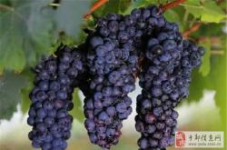 赤峰黑提葡萄采摘園電話號碼