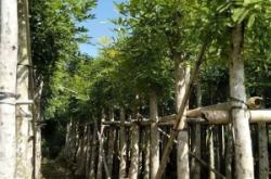 赤峰哪里有桃木賣呀電話