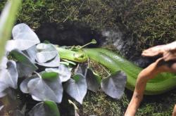 赤峰阿凡達(dá)生態(tài)魚缸電話地址