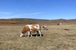 大連到赤峰隨車電話號碼是多少