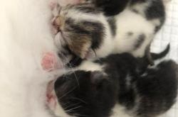 赤峰代買寵物電話多少號(hào)