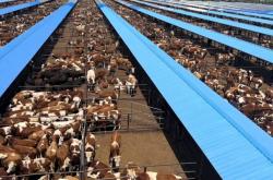 赤峰小公?，F(xiàn)在什么價(jià)格