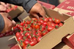 赤峰水泉番茄種植基地電話號碼