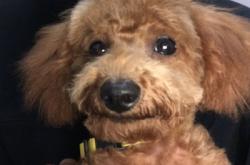 赤峰寵物美容招人電話號(hào)碼是多少