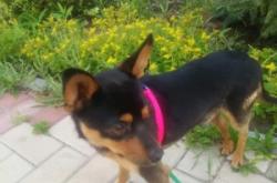 赤峰市狗狗認領(lǐng)電話號碼是多少