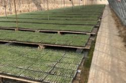 赤峰圓茄苗定購(gòu)電話查詢號(hào)碼