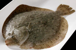 赤峰比目魚批發(fā)市場(chǎng)電話號(hào)碼