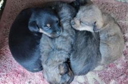 赤峰寵物狗領(lǐng)養(yǎng)中心電話(huà)號(hào)碼