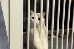 赤峰上門遛狗電話多少啊