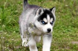 赤峰寵物狗市場在哪