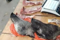 赤峰賣(mài)小乳豬電話(huà)號(hào)碼多少