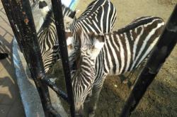 赤峰南山公園動物園電話號碼