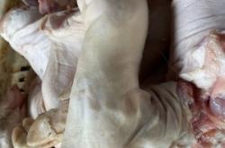 赤峰豬蹄子批發(fā)市場電話號碼