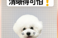 赤峰寵物比熊出售信息電話號碼