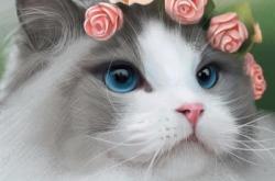 赤峰寵物租賃電話多少號碼