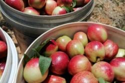 赤峰赤香桃酥店電話地址查詢