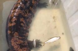 赤峰水庫(kù)魚直銷店地址電話號(hào)碼