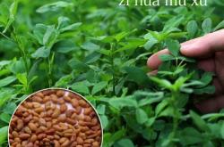 赤峰苜蓿草種子出售電話號碼