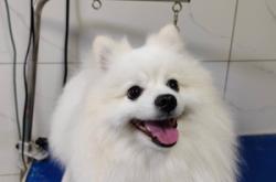 克旗寵物醫(yī)院