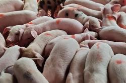 赤峰西城凍豬批發(fā)電話號(hào)碼