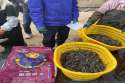 赤峰小棚蝦料廠家電話號碼