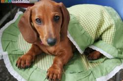 赤峰臘腸犬出售電話號(hào)碼