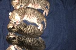 赤峰領養(yǎng)小貓咪電話地址查詢