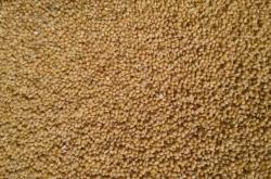 赤峰老府香瓜種植基地電話號碼