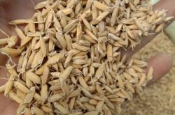 赤峰大麥批發(fā)電話地址在哪里