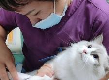 赤峰寵物眼科?？漆t(yī)院電話號(hào)碼