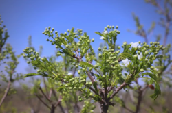 赤峰文冠果茶葉店電話(huà)號(hào)碼