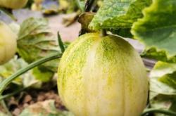 赤峰聯(lián)棟大棚電話號碼查詢