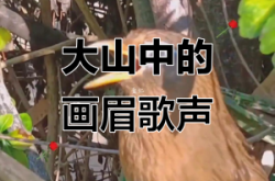 赤峰畫眉鳥店電話號(hào)碼多少