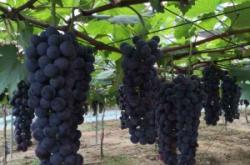 赤峰藍(lán)寶石葡萄園電話號(hào)碼