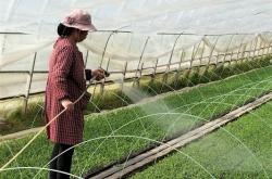 赤峰大蔥籽育苗基地電話號(hào)碼