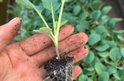 赤峰賣甘藍(lán)苗的電話地址是多少