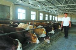 赤峰大型養(yǎng)牛場(chǎng)地址電話號(hào)碼