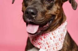 內(nèi)蒙古赤峰狗狗領(lǐng)養(yǎng)電話(huà)號(hào)碼