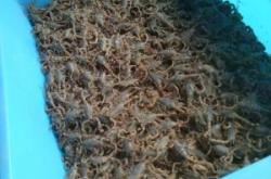 赤峰人工蝎子養(yǎng)殖廠電話號碼