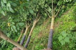 赤峰附近的苗圃基地電話號碼