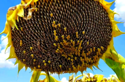 赤峰葵花籽行情銷(xiāo)售電話地址