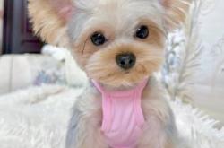 赤峰寵物店疫苗電話查詢號(hào)碼