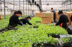 赤峰溫室大棚育苗基地電話號碼