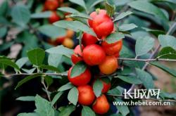 赤峰鈣果采摘園電話地址查詢