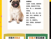 赤峰巴哥犬出售信息電話號碼