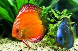 赤峰晨輝海洋館電話號碼