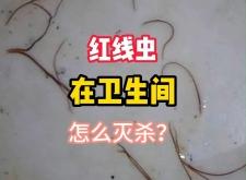 赤峰賣紅線蟲的電話地址是多少