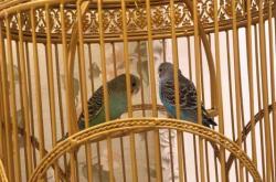 赤峰二手鳥籠市場(chǎng)電話號(hào)碼