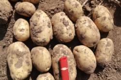 赤峰烤腸機批發(fā)電話號碼